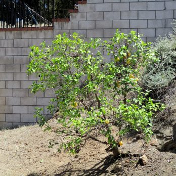 Ortega's Jr Tree Service - Tree Services Near Me - Riverside , California Ortega's Jr Tree Service - Tree Services Near Me - Riverside , California