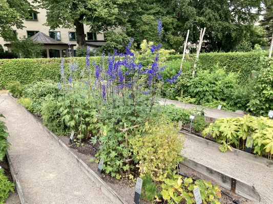 The Linnaeus Museum by null