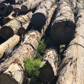 American Woodyards - Bald Cypress Logs - Building Supplies Near Me - Raleigh, North Carolina