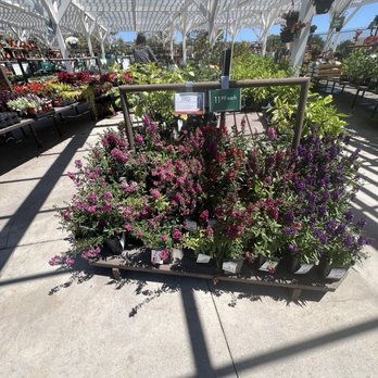 Armstrong Garden Centers - Flowers! - Nurseries & Gardening Near Me - San Juan Capistrano, California Armstrong Garden Centers - Flowers! - Nurseries & Gardening Near Me - San Juan Capistrano, California