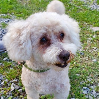 Furrbgon Dog Grooming - Pet Groomers Near Me Furrbgon Dog Grooming - Pet Groomers Near Me