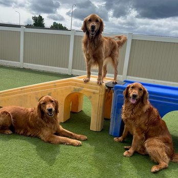Mountain View Play and Stay - Finley, Regan, and their wise friend!! They love it here!! - Pet Boarding Near Me - Vancouver, Washington Mountain View Play and Stay - Finley, Regan, and their wise friend!! They love it here!! - Pet Boarding Near Me - Vancouver, Washington