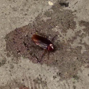 Sal's Sno-Ball Stand - Friendly cockroach hanging out - Desserts Near Me - Metairie, Louisiana Sal's Sno-Ball Stand - Friendly cockroach hanging out - Desserts Near Me - Metairie, Louisiana