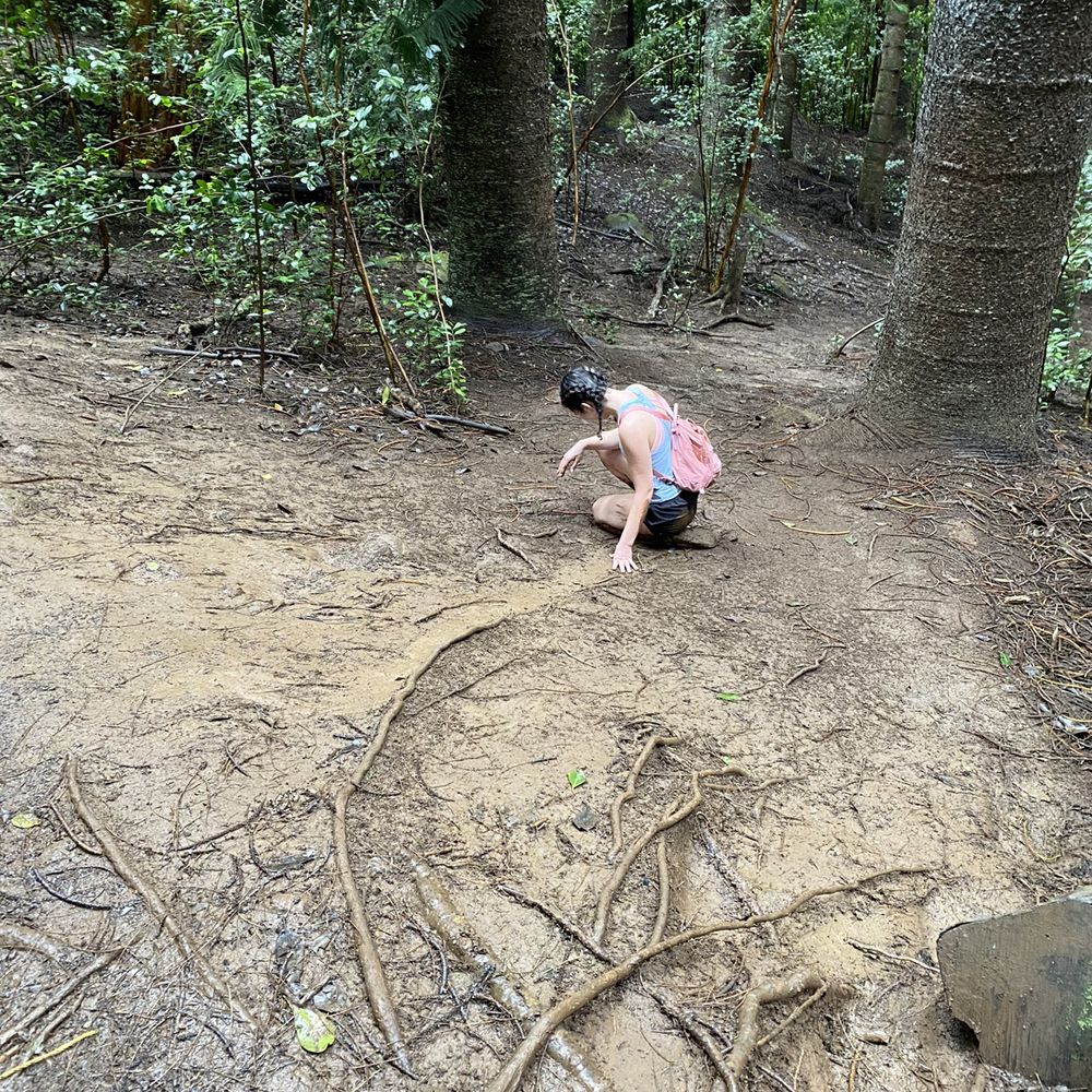 Sleeping Giant Trail - We gave in and just slid down as it was so muddy - Hiking Near Me - Kapaa, Hawaii