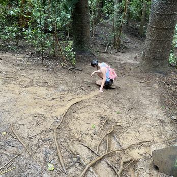 Sleeping Giant Trail - We gave in and just slid down as it was so muddy - Hiking Near Me - Kapaa, Hawaii