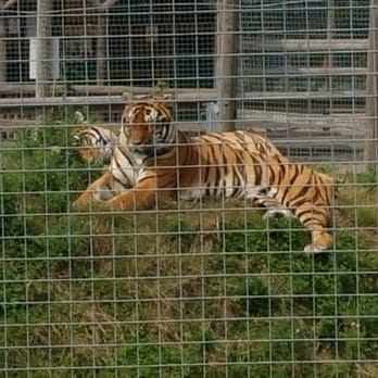Wingham Wildlife Park - Zoos Near Me - Canterbury, KEN