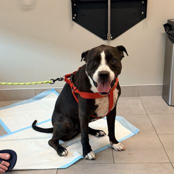 VEG ER for Pets - Rowan - Emergency Pet Hospital Near Me - Willow Grove, Pennsylvania