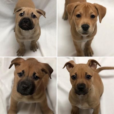 north miami humane society