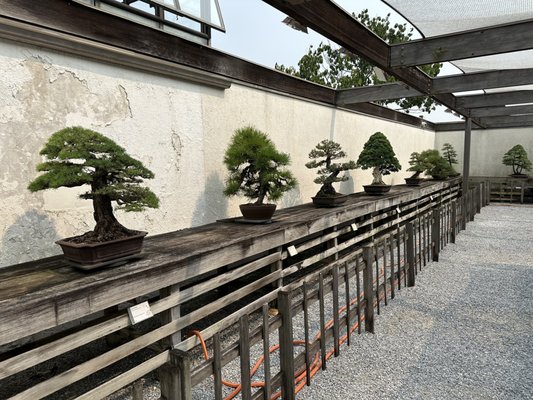 National Bonsai & Penjing Museum by null