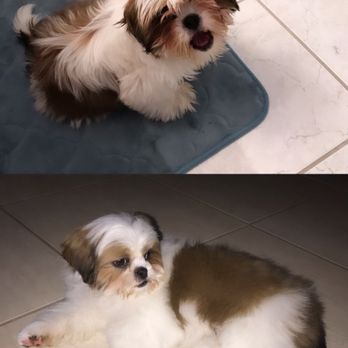 The Pampered Pooch - Puppy Package (up to 3 months) - Pet Groomers Near Me - Palmdale, California The Pampered Pooch - Puppy Package (up to 3 months) - Pet Groomers Near Me - Palmdale, California