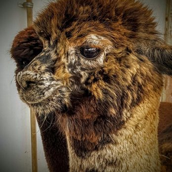 Diamond Valley Alpacas - Attraction Farms Near Me - Redmond, Oregon Diamond Valley Alpacas - Attraction Farms Near Me - Redmond, Oregon