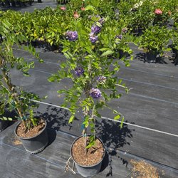 Hickory Creek Nursery