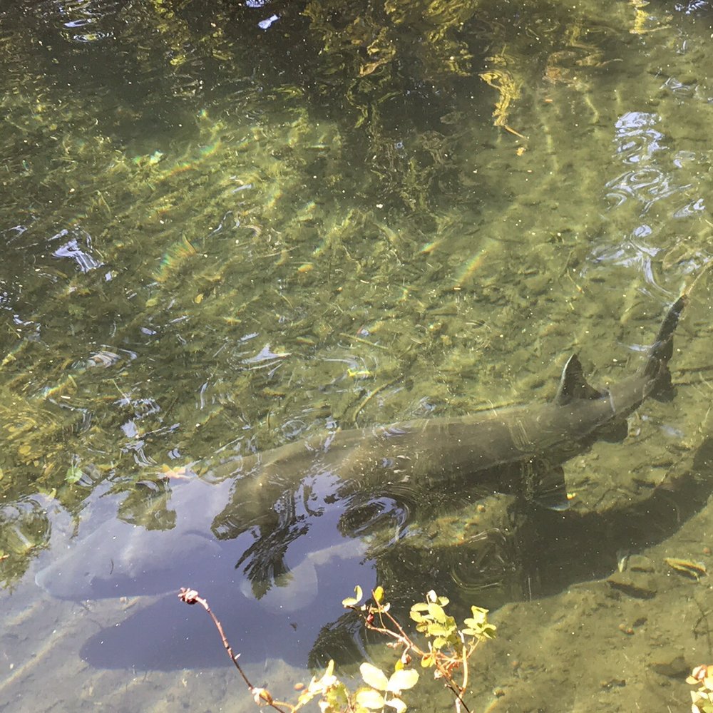 Bonneville Dam Fish Hatchery - Free roaming sturgeon - Aquariums Near Me - Cascade Locks, Oregon Bonneville Dam Fish Hatchery - Free roaming sturgeon - Aquariums Near Me - Cascade Locks, Oregon