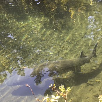Bonneville Dam Fish Hatchery - Free roaming sturgeon - Aquariums Near Me - Cascade Locks, Oregon