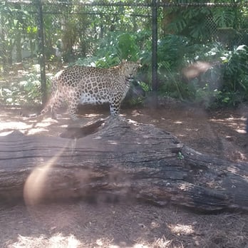 Jungle Island - Leopard - Amusement Parks Near Me - Miami, Florida Jungle Island - Leopard - Amusement Parks Near Me - Miami, Florida