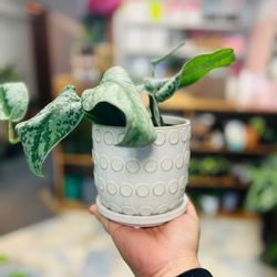 Verdelias Plant Boutique