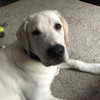 Shady Ridge Labradors - Pet Breeders Near Me