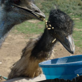 Ostrichland USA - emu - Attraction Farms Near Me - Solvang, California