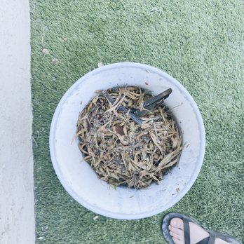 Associated Asset Management - This is one of 2.5 buckets from cleaning my neighbors messy trees that they don't take care of - Property Management Near Me - Tempe, Arizona Associated Asset Management - This is one of 2.5 buckets from cleaning my neighbors messy trees that they don't take care of - Property Management Near Me - Tempe, Arizona