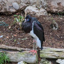 San Antonio Zoo - Unknown Bird, but he was pretty!