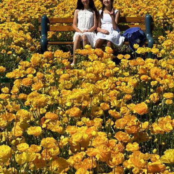 The Flower Fields - Venues & Event Spaces Near Me - Carlsbad, California The Flower Fields - Venues & Event Spaces Near Me - Carlsbad, California