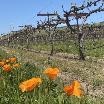 Cinnabar Winery - A gorgeous view! - Wineries Near Me - Gilroy, California Cinnabar Winery - A gorgeous view! - Wineries Near Me - Gilroy, California