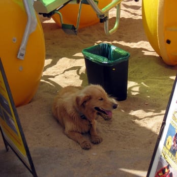 Waikiki Beach - poi dog on beach he was featured on an episode of Hawaii Five 0! - Beaches Near Me Waikiki Beach - poi dog on beach he was featured on an episode of Hawaii Five 0! - Beaches Near Me