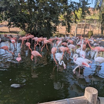 Safari West - Flamingos - Zoos Near Me - Santa Rosa, California Safari West - Flamingos - Zoos Near Me - Santa Rosa, California