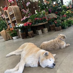 Cute shop dogs.