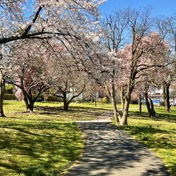 Hudson Park and Beach - We have Cherry Blossoms in our backyard too!