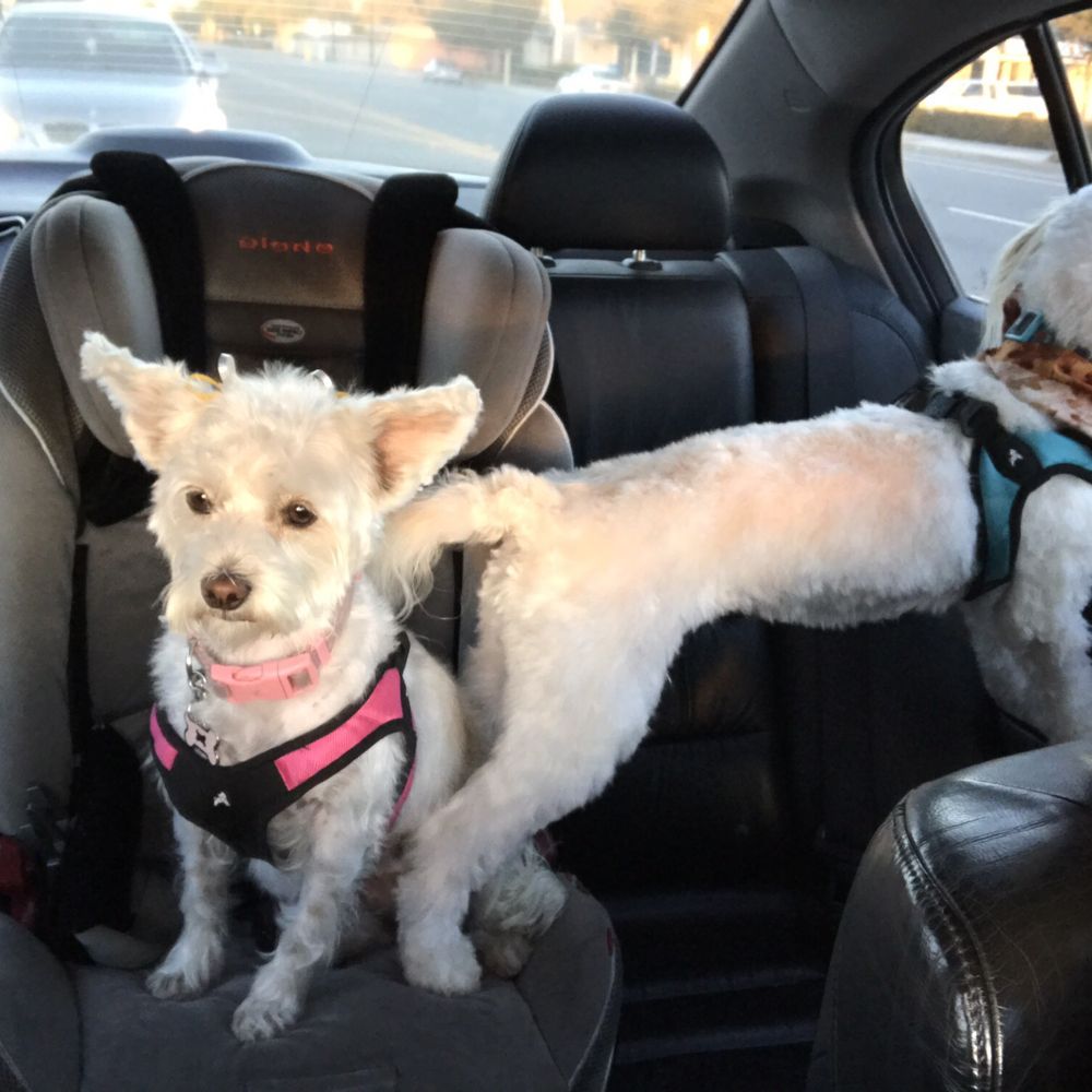 You Dirty Dog - Cleo - Pet Groomers Near Me - Long Beach, California You Dirty Dog - Cleo - Pet Groomers Near Me - Long Beach, California