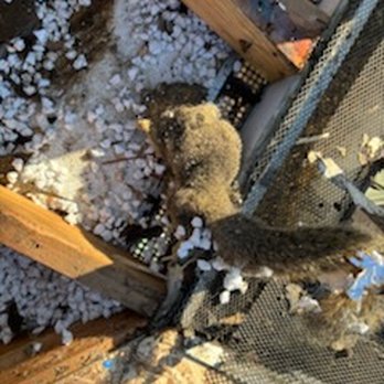 Golden Hills Pest Control - Dead squirrel found under the plywood. - Pest Control Near Me - Sacramento, California Golden Hills Pest Control - Dead squirrel found under the plywood. - Pest Control Near Me - Sacramento, California