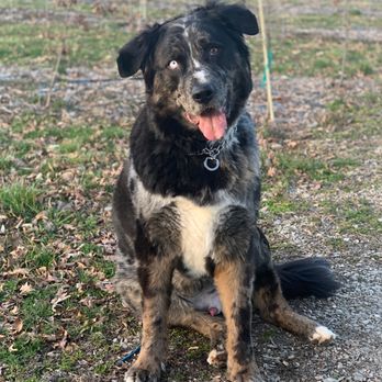 Bluegrass Veterinary Specialists + Animal Emergency - Kaiser - Veterinarians Near Me - Lexington, Kentucky