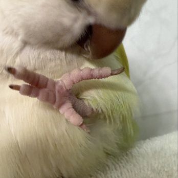 Beverly's Pet Center - Cosmos nails cut low and bleed - Pet Stores Near Me - Pembroke Pines, Florida