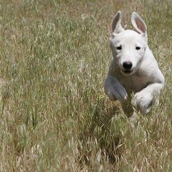 Kreuzung Dog Coach