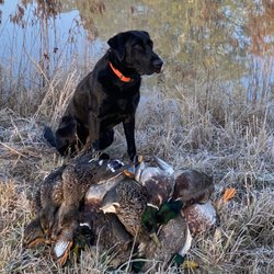 Southern Belle Retrievers