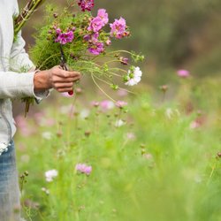 Bluma Flower Farm - Organic Field grown flowers!