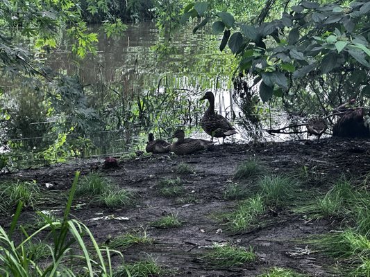 Olbrich Botanical Gardens by null