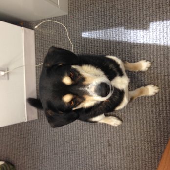 Sternbach & Rose, CPAs - Rocky Rose, Mascot - Accountants Near Me - Valhalla, New York