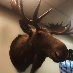 Loyal Order of Moose Lodge 799 - The moose