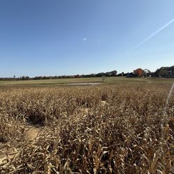 Bowles Farm - Cornfield Maze