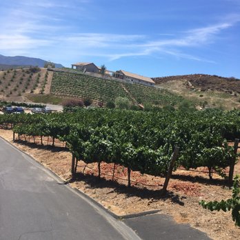Temecula Valley Cable Car Wine Tours - Grapes. - Wine Tours Near Me - Temecula, California