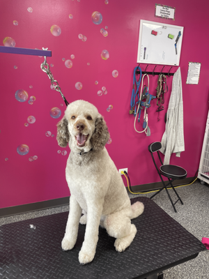 Doggy Style Salon by null