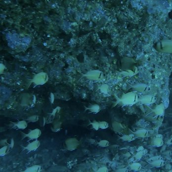 Island Style Diving - Group of yellow fish - Scuba Diving Near Me - Kihei, Hawaii