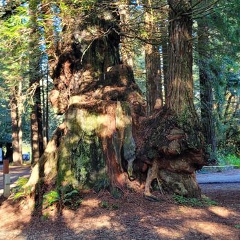 The Ramblin' Redwoods Campground - Campgrounds Near Me - Crescent City, California
