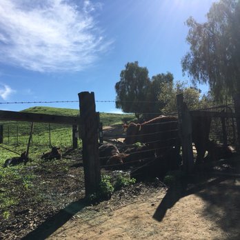 Eucalyptus Trail Loop - Hiking Near Me - Chino Hills, California