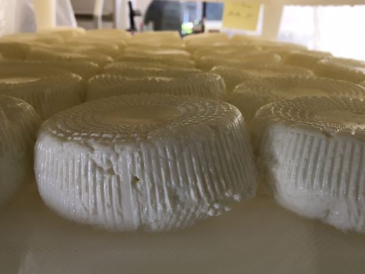 Salt Spring Island Cheese by null