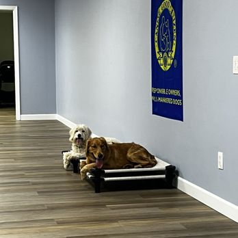 Good K9 Academy - Good doggos in training - Pet Training Near Me - Gaithersburg, Maryland Good K9 Academy - Good doggos in training - Pet Training Near Me - Gaithersburg, Maryland