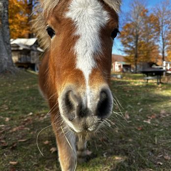 High Country Animals - Attraction Farms Near Me - Waitsfield, Vermont