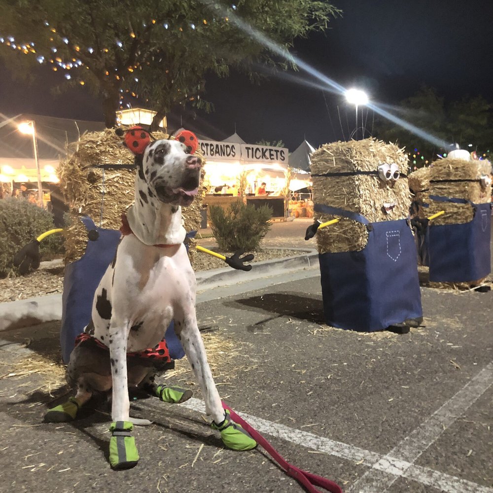 Halloween Town Pumpkin Patch - Pumpkin Patches Near Me - Chandler, Arizona
